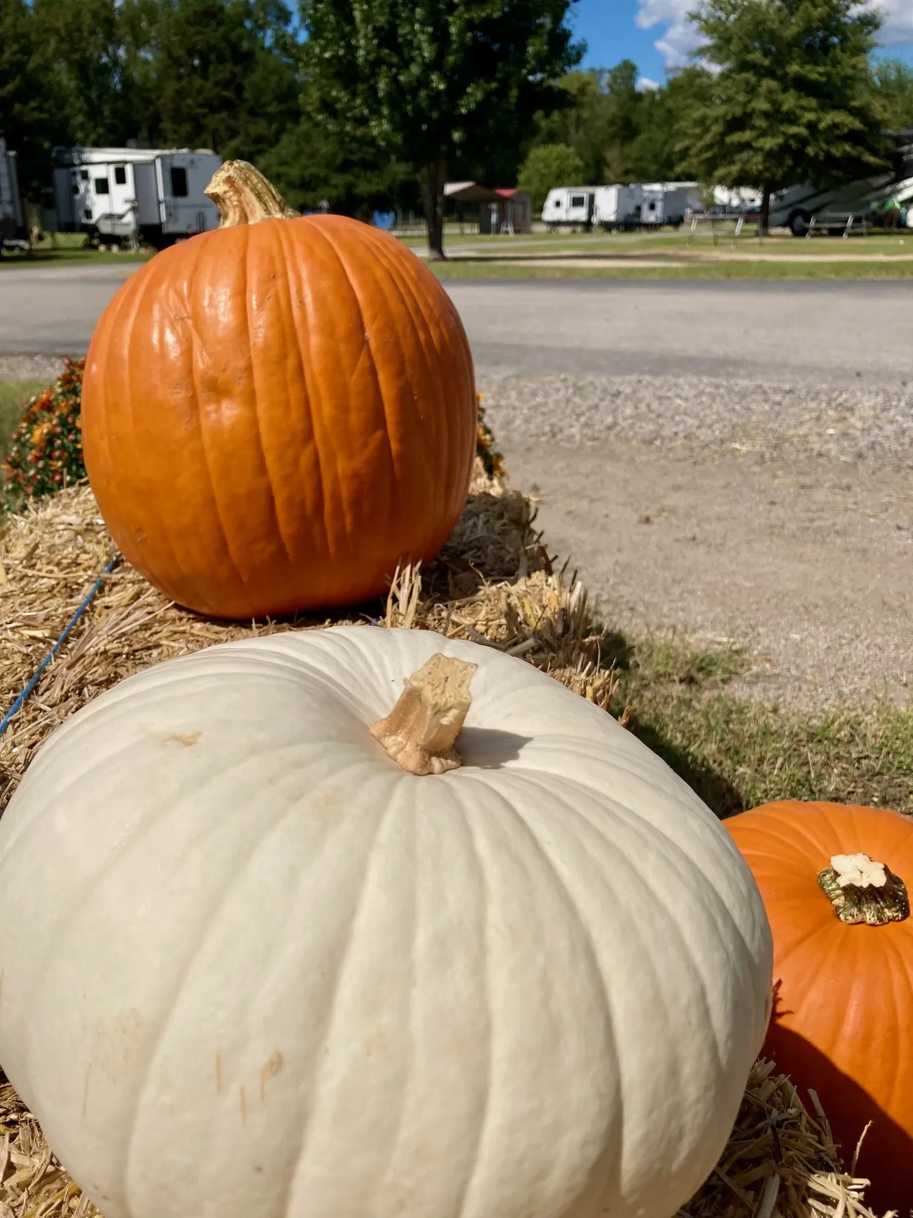 Orange and white pumpkins on hay bales with RVs parked in the background at Antique Capital RV Park