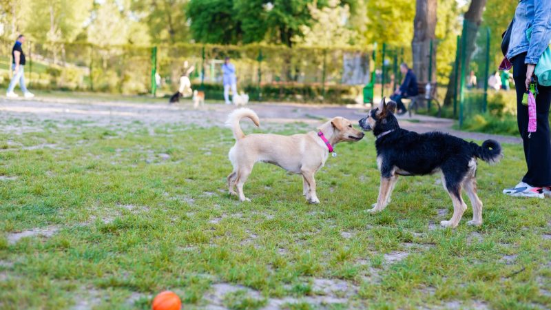 The Best Dog Parks and Pet-Friendly Spots