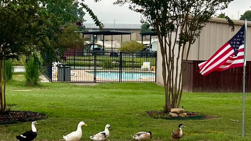 family of ducks